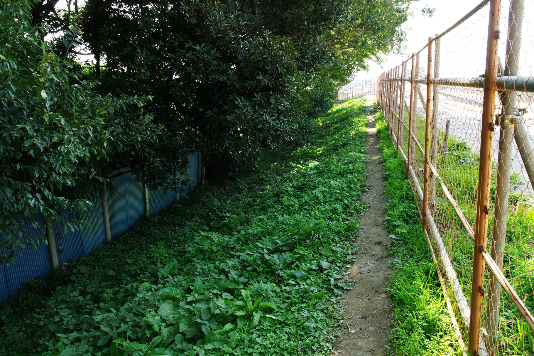 決壊地点手前の川裏側