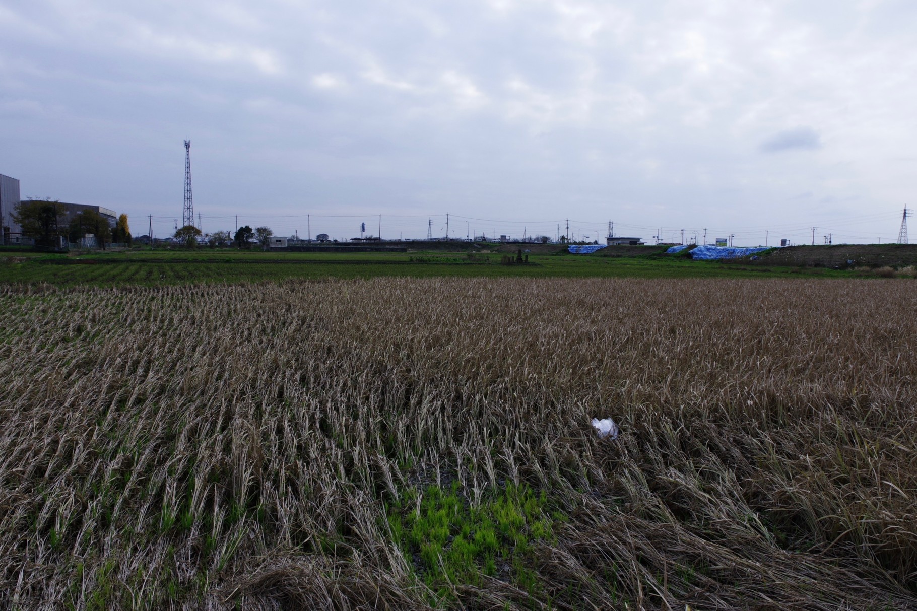 南側に倒れた稲　右奥は決壊した八間堀川