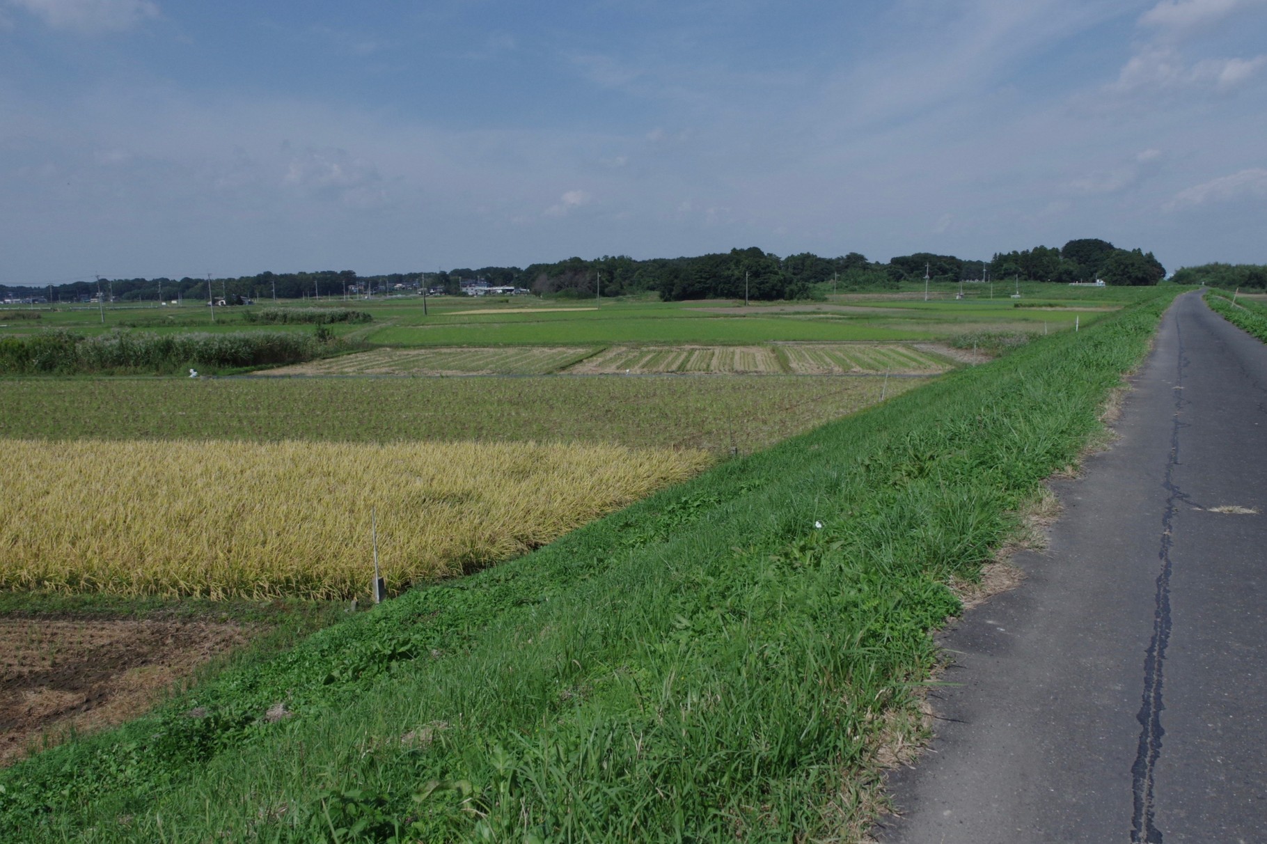 水害を免れた右岸堤内（川裏）