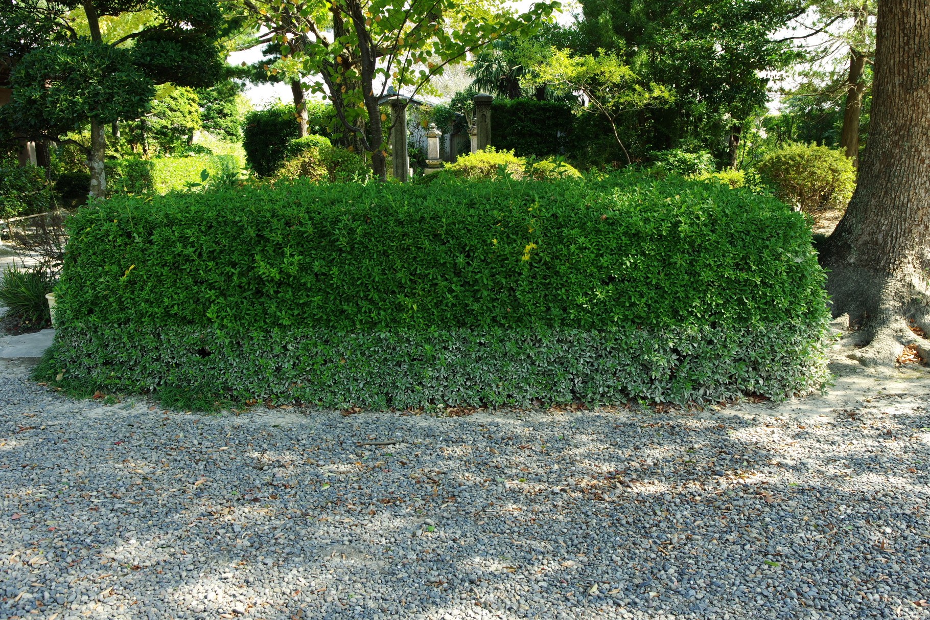 境内は冠水したが床の高い本堂は浸水しなかった