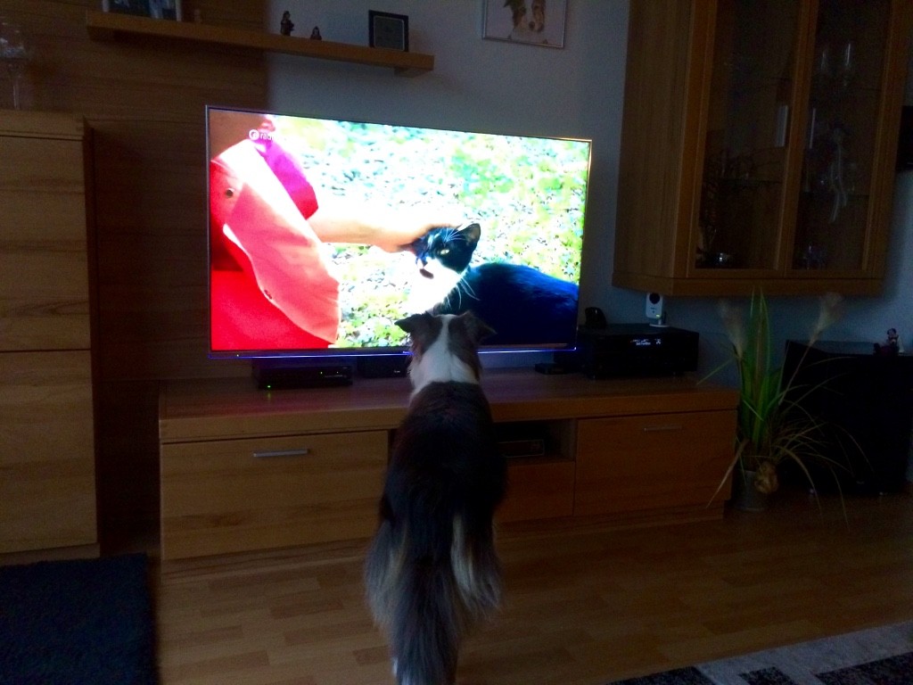 Huch... eine Katze im TV.