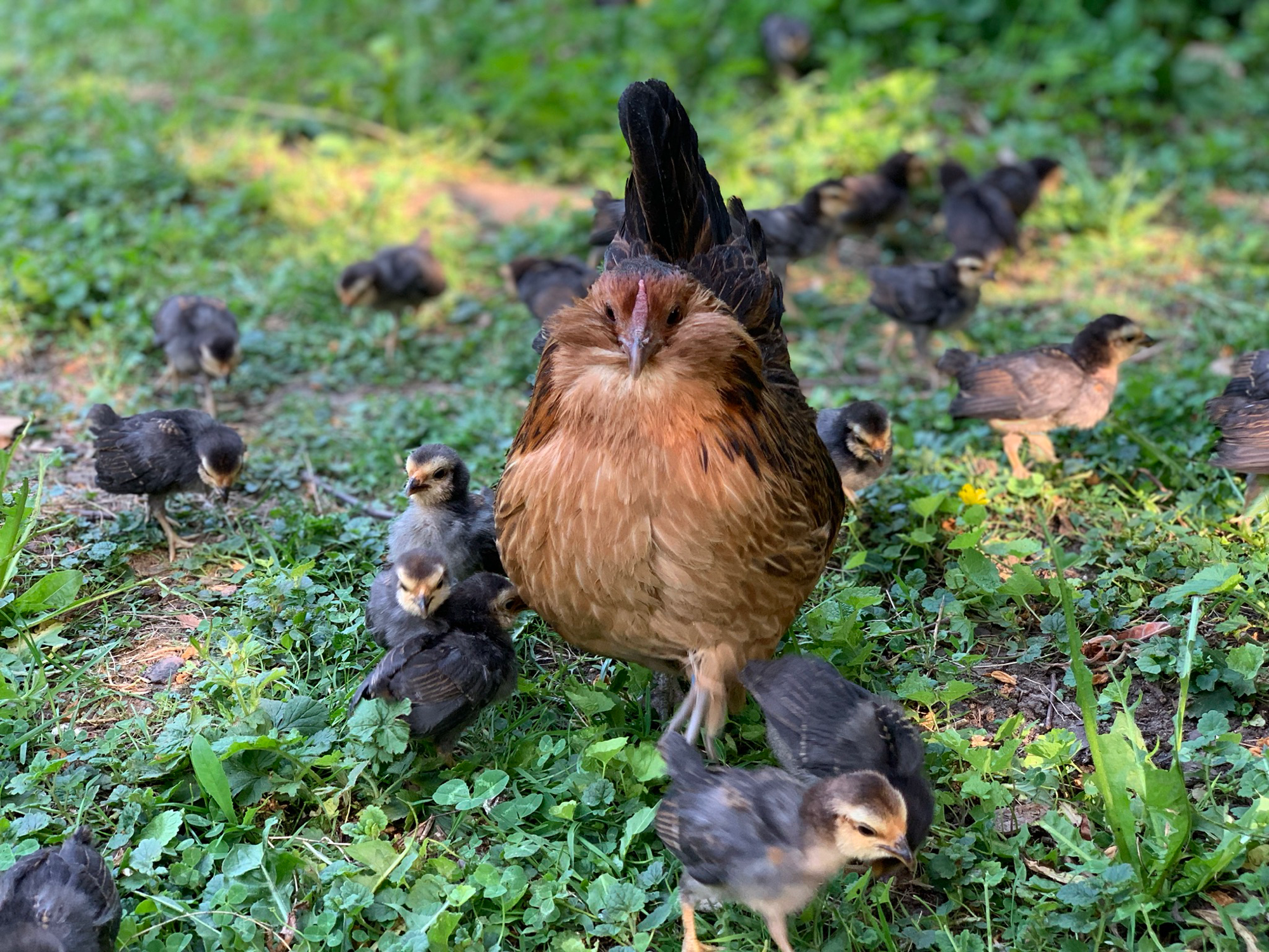 Huhner Im Garten Halten Gzv Eichstaetts Webseite
