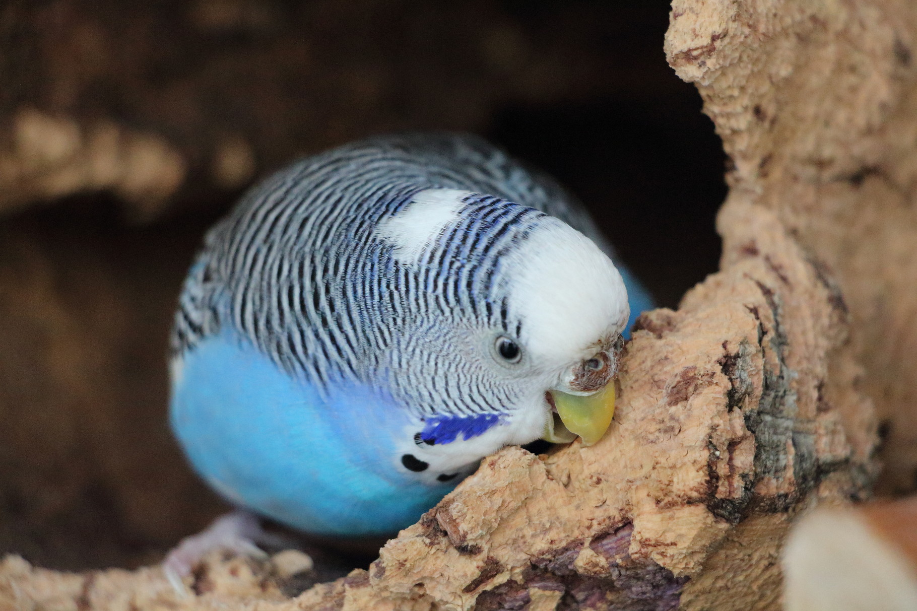 Der Wellensittich - papageien-berlins Webseite!