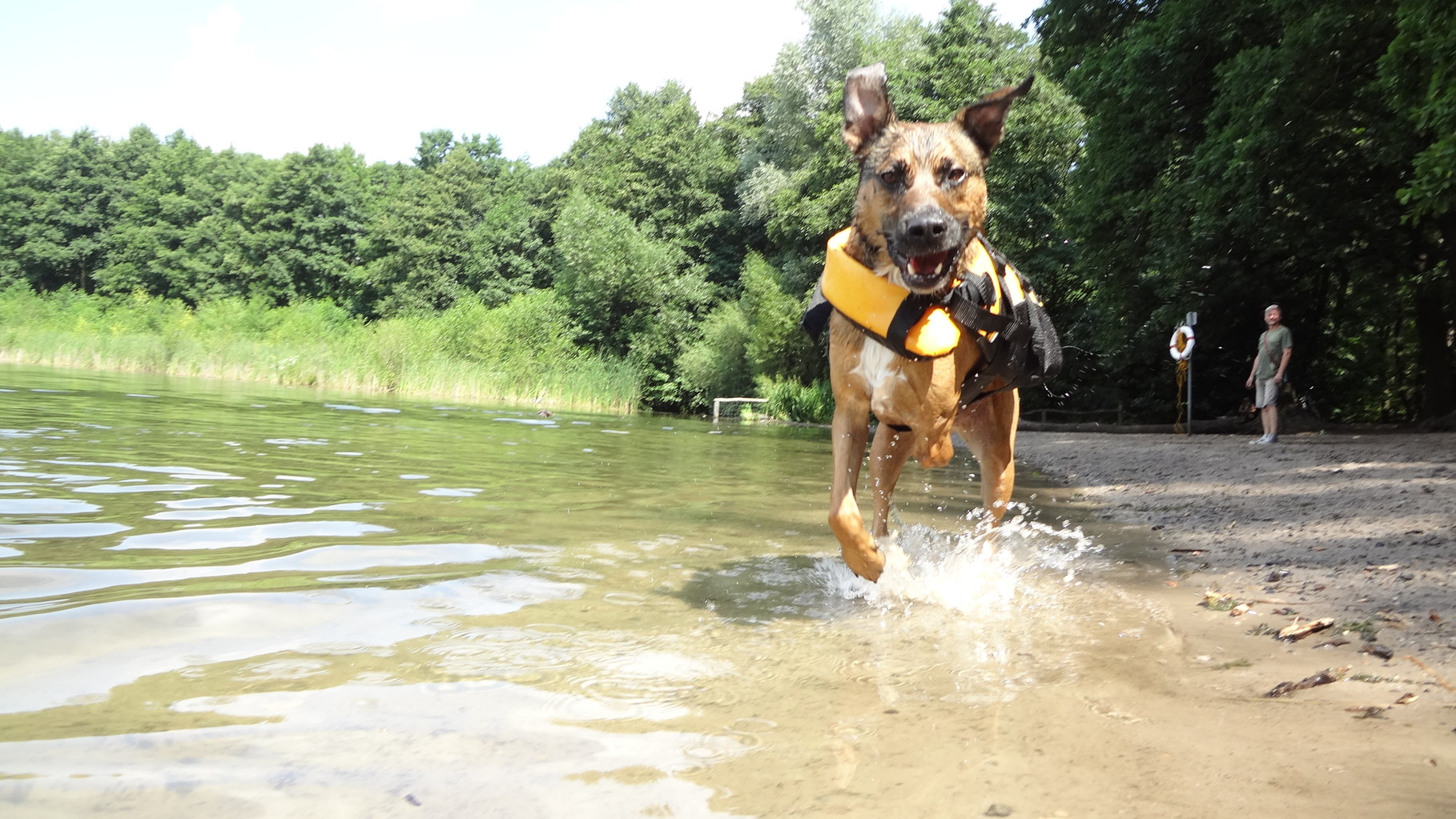 Ausführservice Gassiservice Dogwalker Berlin Berliner KönigsRudel