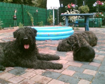 Bouvier des Flandres beim Hüten eines Zwergkaninchens, Bouvierzucht mit dem Sinn das Wesen des Bouvier des Flandres zu erhalten, Bouvierzucht für Liebhaber