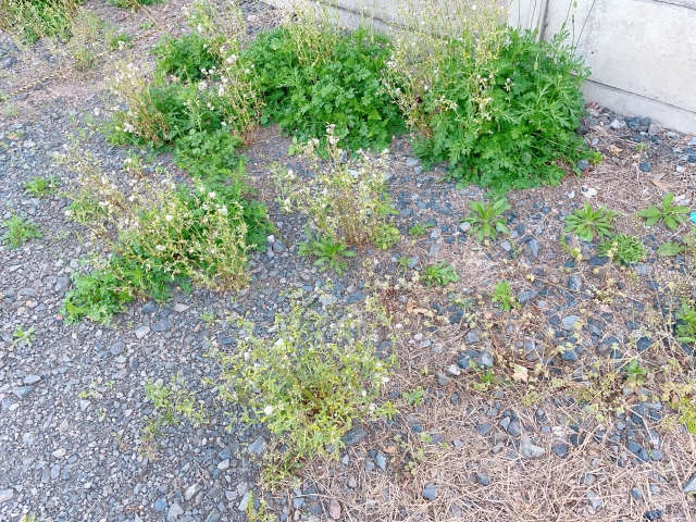 庭の草むしりにご注意