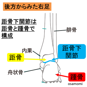 距骨下関節を後ろから、距骨と踵骨、昭島市のオサモミ整体