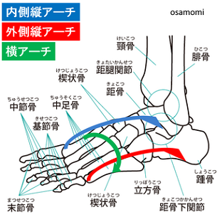 アーチ低下を防ぐ、縦アーチ・横アーチサポート、昭島市のオサモミ整体院