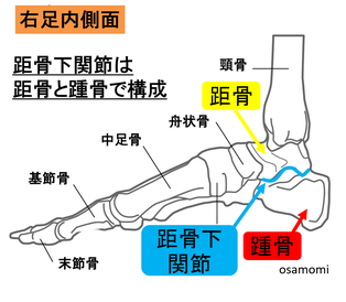 距骨下関節・距骨と踵骨、昭島市のオサモミ整体