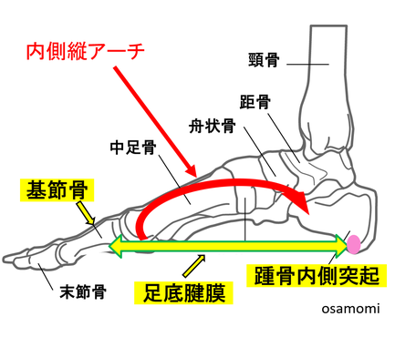 足底腱膜炎・踵痛・骨棘・内側縦アーチ、昭島市のオサモミ整体