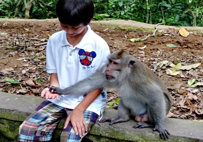 Monkey Forest Ubud / urlauber-bali.de