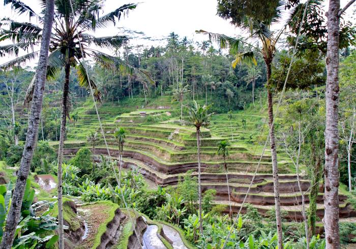 Tegallalang Reis Terrassen / urlauber-bali.de