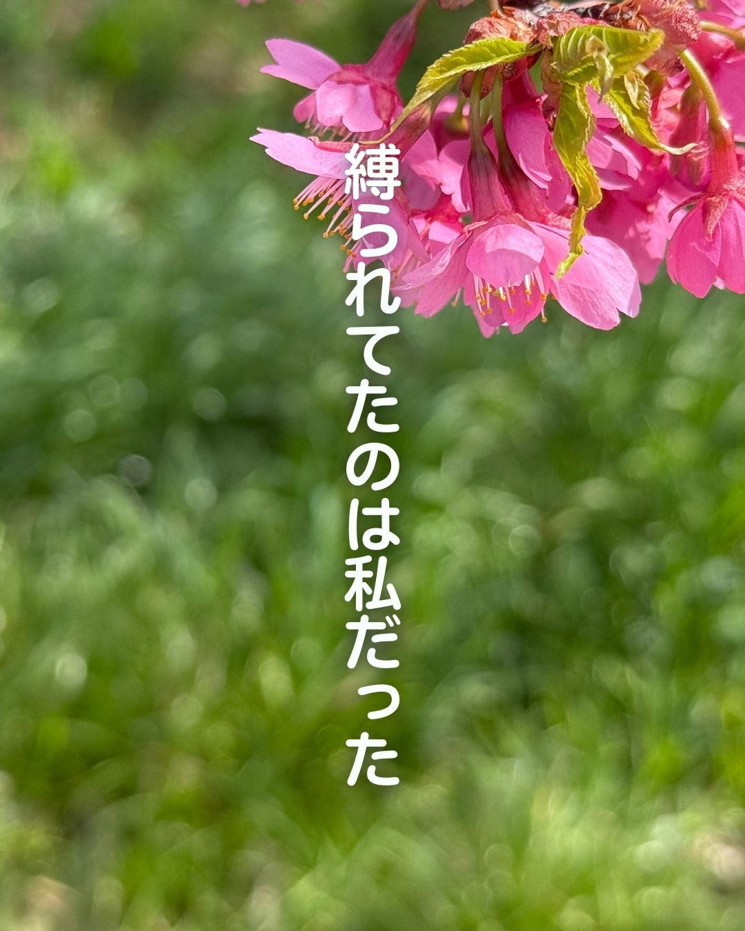 河津桜を撮ろう！　レッスンレポート