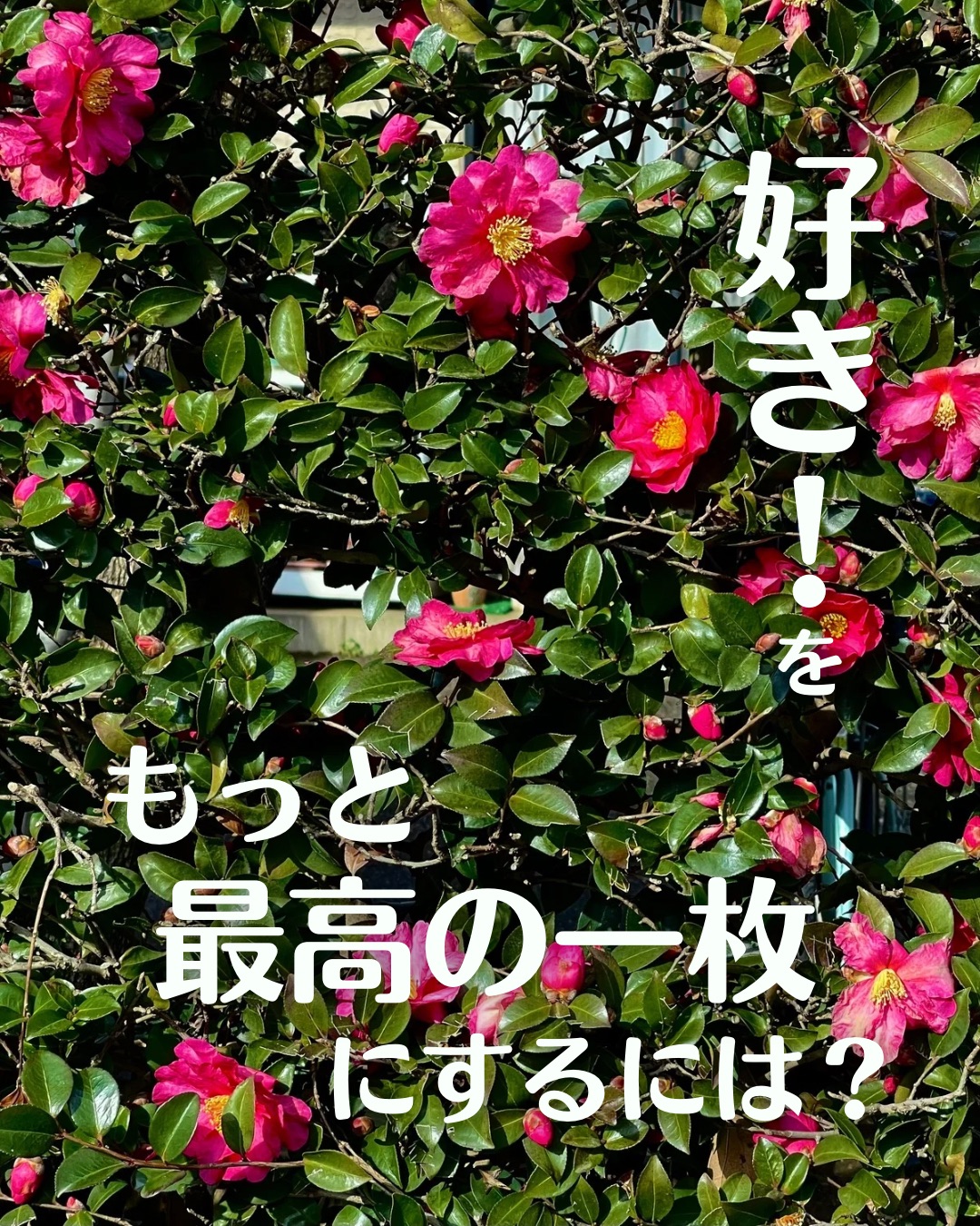 「好き！」をもっと“最高の一枚”に！
