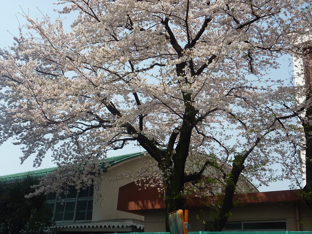 体育館裏の桜