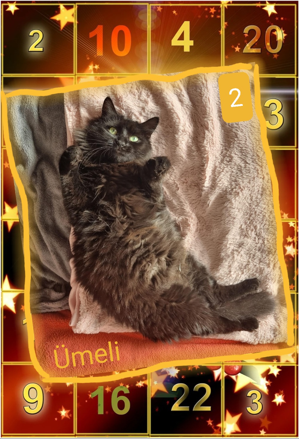 ⭐ 2 - Ümeli (2024) - Individualistin, die Menschen mag, Katzen toleriert, daher zu ebensolchem Artgenossen
