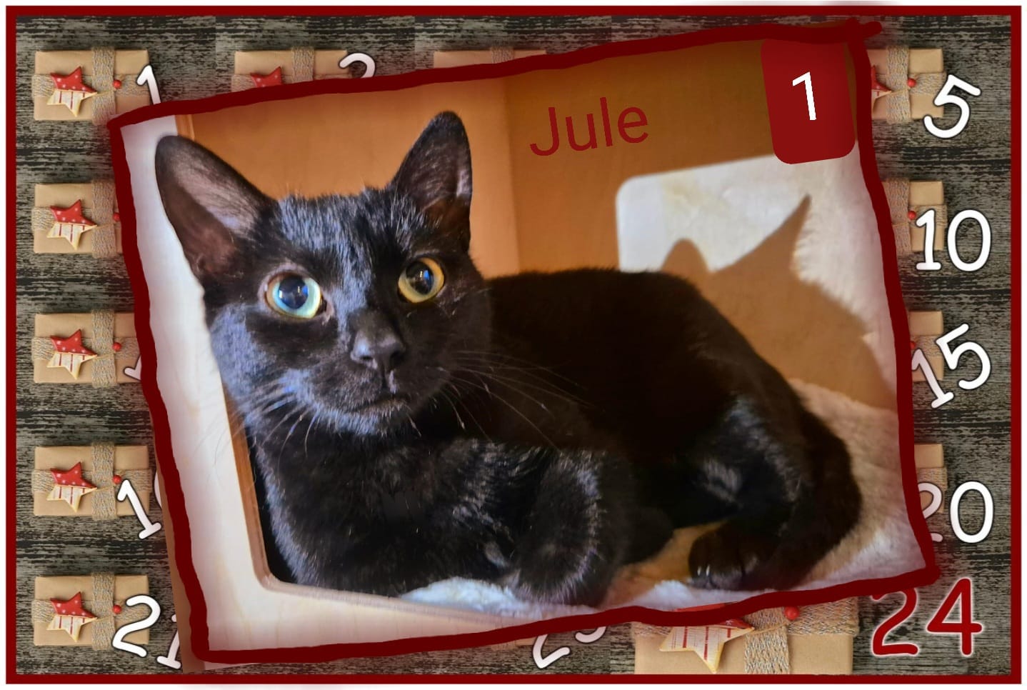 ⭐ 1. Den Start macht unsere kleine Jule (2024). Die süße schwarze Schönheit sucht ein ruhiges Plätzchen ohne nervige andere Katzen. Mindestens Balkon.