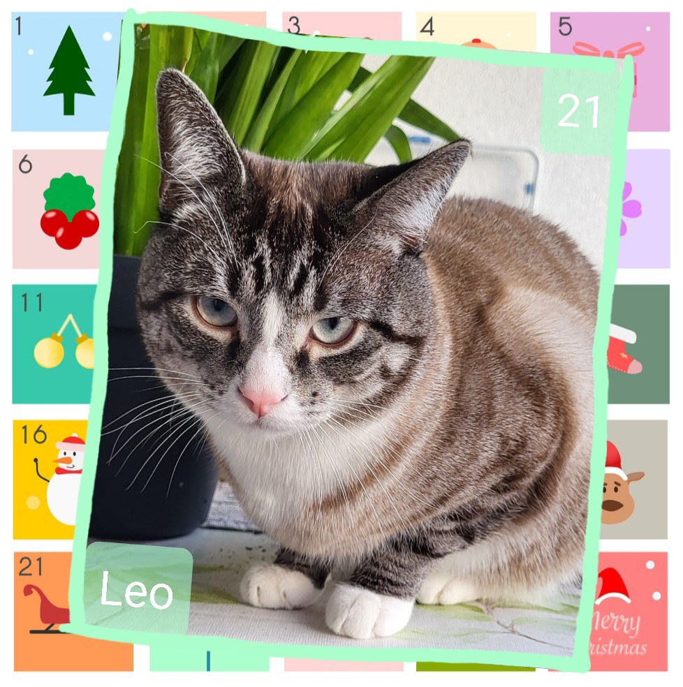 ⭐ 21. Leo (2023), pflegeleicht, lieb, anhänglich und ein richtig cleveres Kerlchen, mag andere Katzen und Balkon, liebt Spielzeug zu apportieren und Streicheleinheiten 