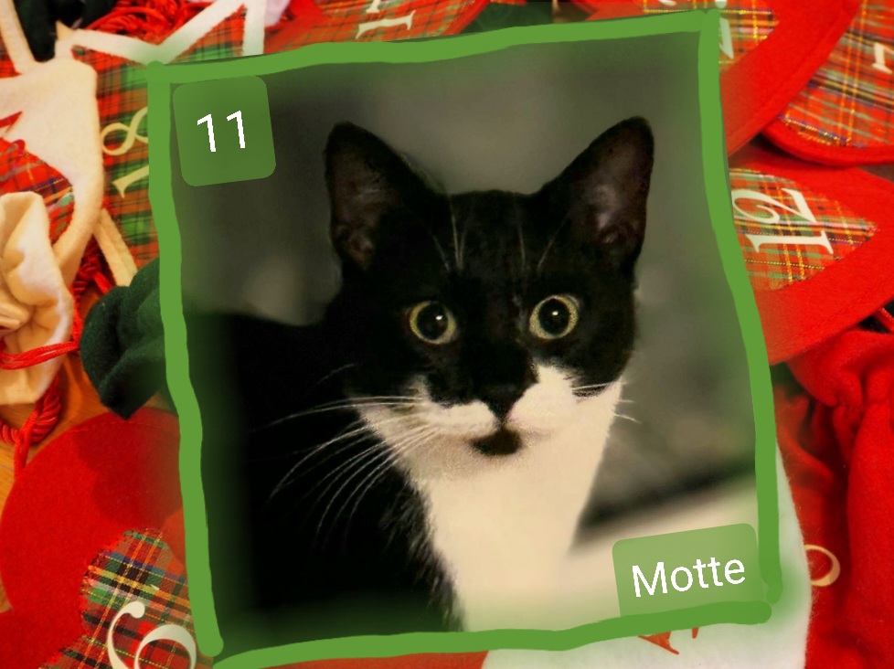 ⭐ 11. Motte