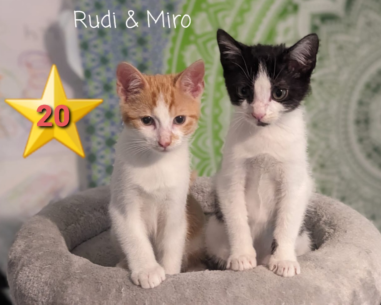 ⭐️ 20  Rudi und Miro (geb 09/2023) sind Best-Buddies und derzeit die Jüngsten in der Vermittlung. Miro ist niedlich ungeduldig und stets der Erste am Napf. Rudi kuschelt gerne in der Kapuze der Pflegemama. 