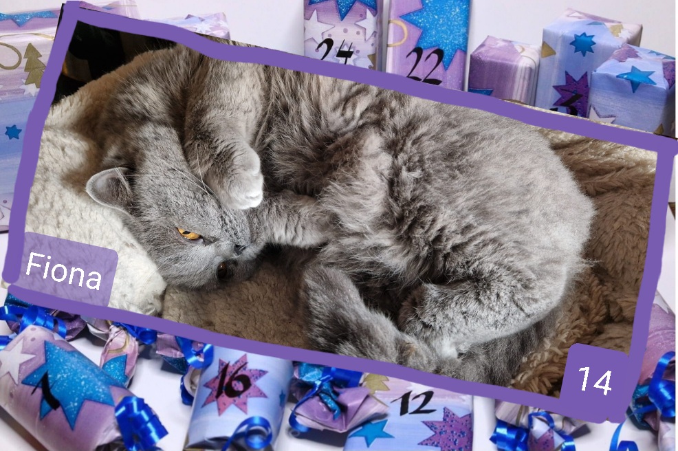 ⭐ 14. Fiona (ca. 2022), liebenswerte BKH-Diva mit eigenem Charakter, möchte Einzelprinzessin sein.