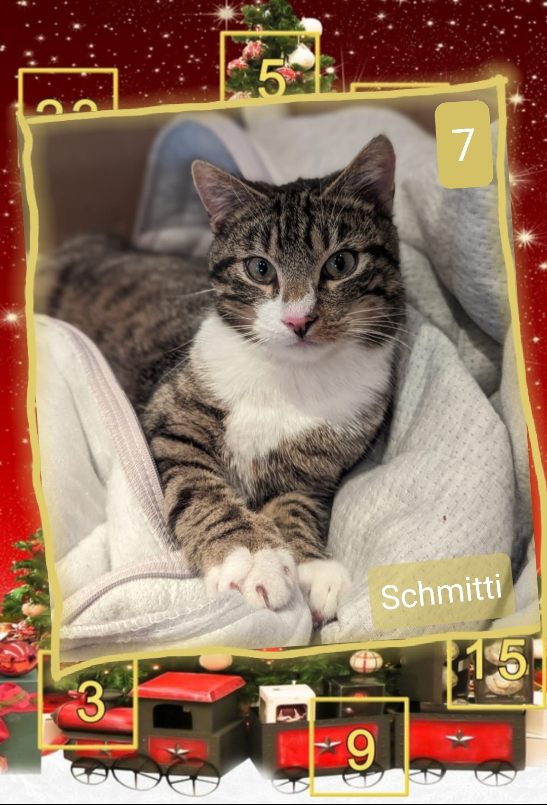 ⭐ 7. Schmitti