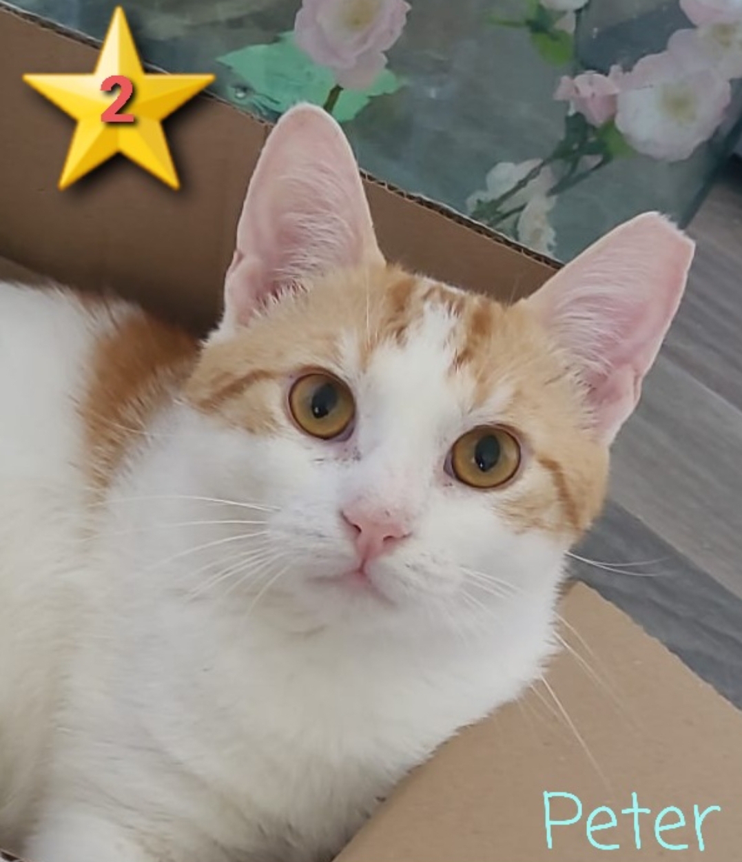    ⭐️ 2     VERMITTELT! Peter mag den Menschen sehr und auch andere Katzen. Im neuen Zuhause sollte unbedingt auch ein Kumpel sein, oder einer mit ihm einziehen. Auch Grisu (⭐️1) könnte ihn begleiten. Ein gesicherter Balkon wäre prima..,,,,,,,,,,,,,,,,,,,