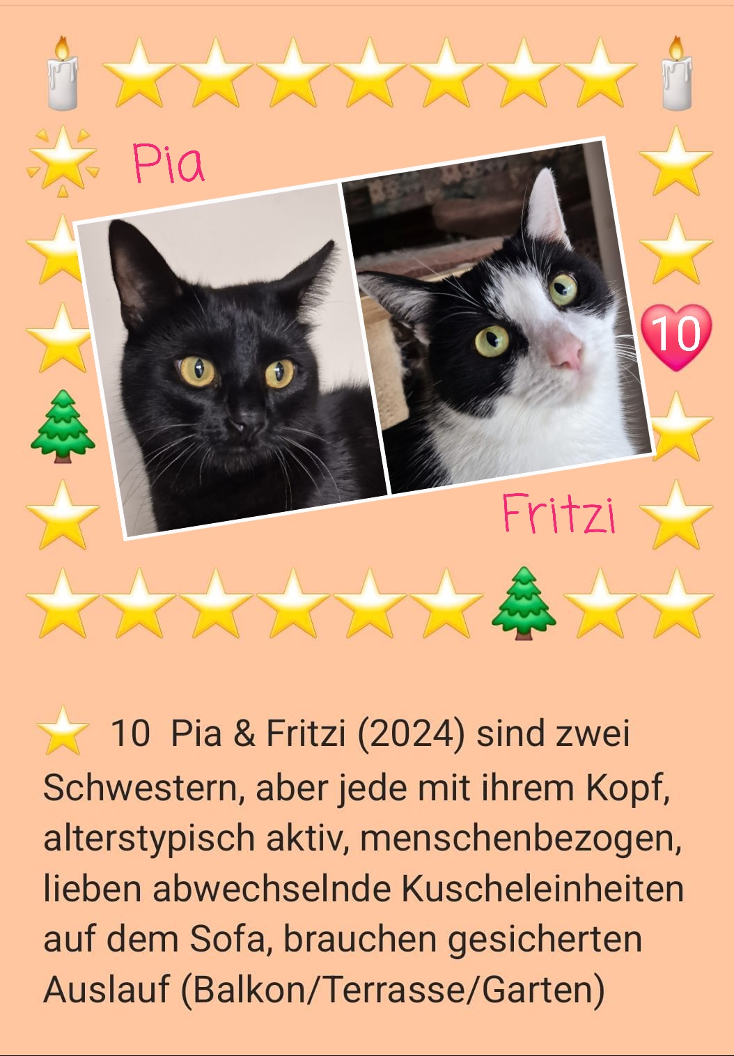 können auch getrennt zu anderen katzen ziehen