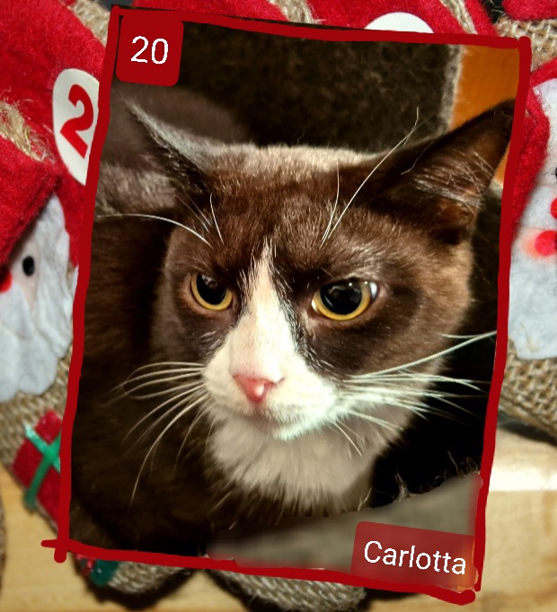 ⭐ 20. Carlotta (2023), ruhige, liebe Seele, katzenverträglich, aber nicht eng mit ihnen verbunden, ginge auch einzeln