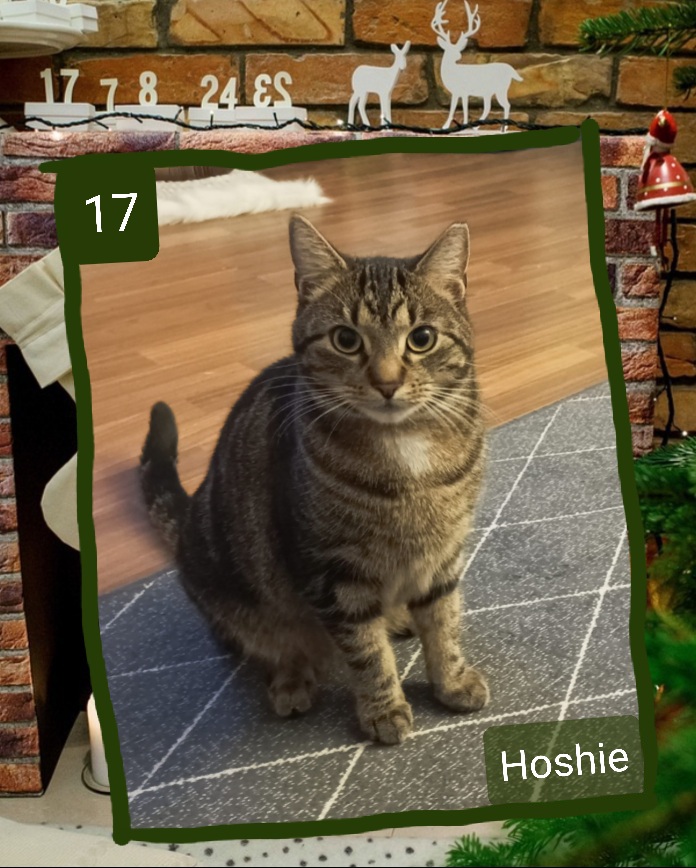 ⭐ 17. Hoshi (2023)aktiv, verspielt, anfangs noch etwas zurückhaltend bei Menschen, schmust mit anderen Katzen, Gesicherter Balkon
