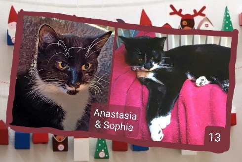 ⭐ 13. Anastasia & Sophia (2023), liebe Freundinnen von Kindertagen an, kleine Kletterkünstlerinnen in der Wohnung, suchen Zuhause mit Bettschlafplatz