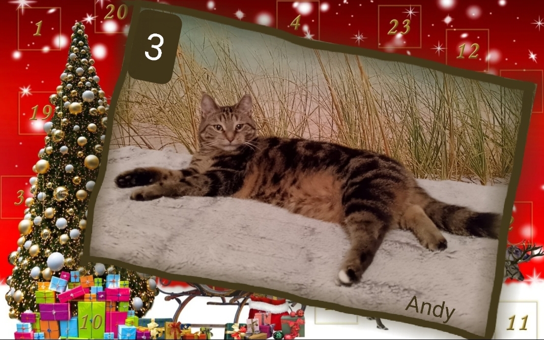 ⭐3. Andy (2020), lieber Kater, braucht Katzenkumpel zum Spielen, mindestens Balkon, anfangs scheu 
