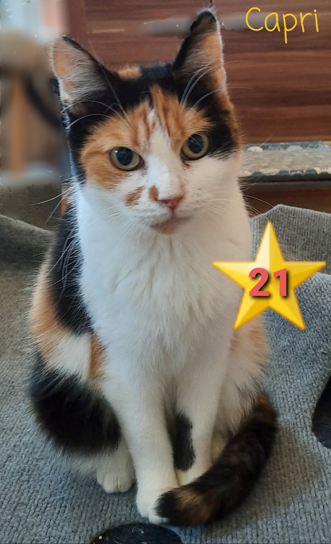 ⭐️ 21    Capri ( geb ca. 2018) wünscht sich ein ruhiges Zuhause mit katzenerfahrenen Menschen. Sie ist anfangs zurückhaltend, weiß aber was sie will. Mit anderen Katzen kommt sie prima zurecht, wenn sie nicht bedrängt wird. Kein Freigang.