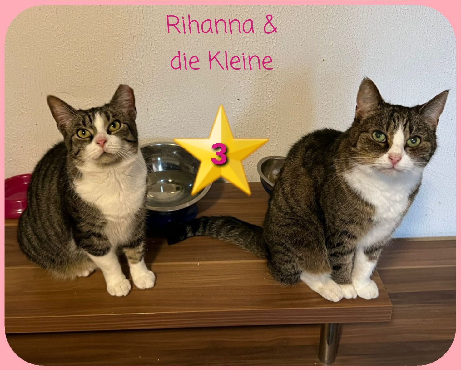  ⭐️ 3     Update: leider ist Rihanna verstorben. `Die Kleine` würde mit Lana (Nr. 8)ausziehen. //Rihanna und die Kleine sind ein kuscheliges Team von 2019/21. Sie suchen gemeinsam ein liebevolles Zuhause. Auch ihnen würde ein gesicherter Balkon gefallen. 