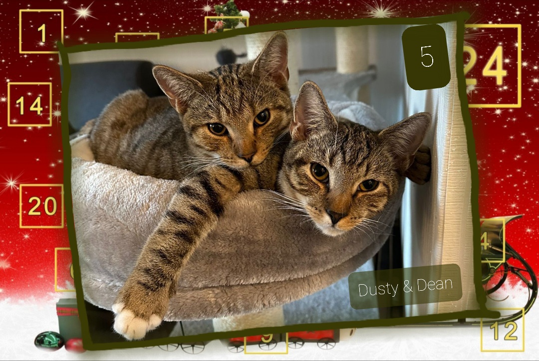  ⭐ 5. Vermittelt Dusty & Dean (2024), unzertrennlich Brüder, schmusig und kuschelweich, BKH-Mixe, bringen Freude und Leben in die Bude, mit Balkon