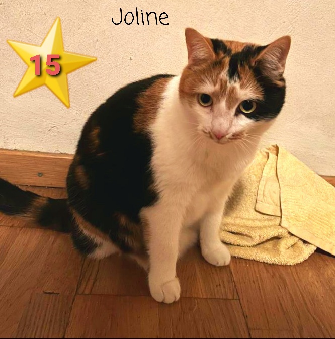 ⭐️ 15  Joline (geb 2022) ist ein liebes, menschenbezogenes Mädel. Sie möchte mit oder zu einer zweiten Katze ins neue Zuhause ziehen. Streichelhände sind dort wichtig für sie.  Ebenso sicherer Freigang oder ggf. Balkon. 