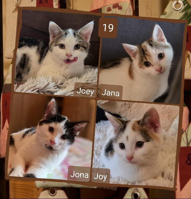 ⭐ 19. die "Jotties" (08/ 2024), kleine Wonneproppen im Entdecker-Alter, 2 Jungs und 2 Mädels, zutraulich, lieb, kittentypisch quirlig.