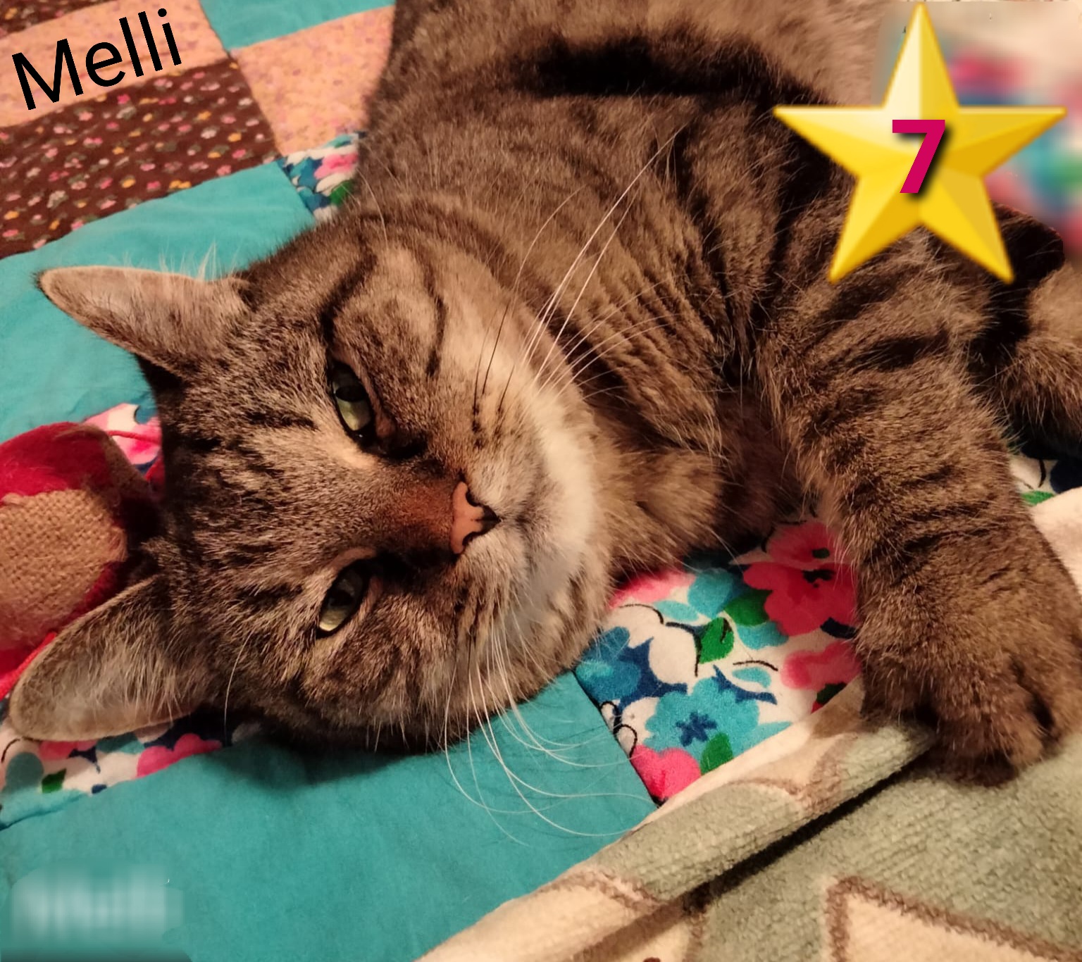 ⭐️ 7   VERMITTELT: Melli (geb. 2017) würde gerne in ein Zuhause mit einem netten Plätzchen im Bett und genug Streichelhänden ziehen. Eine weitere Katze sollte sozial aber auch selbstbewusst sein.