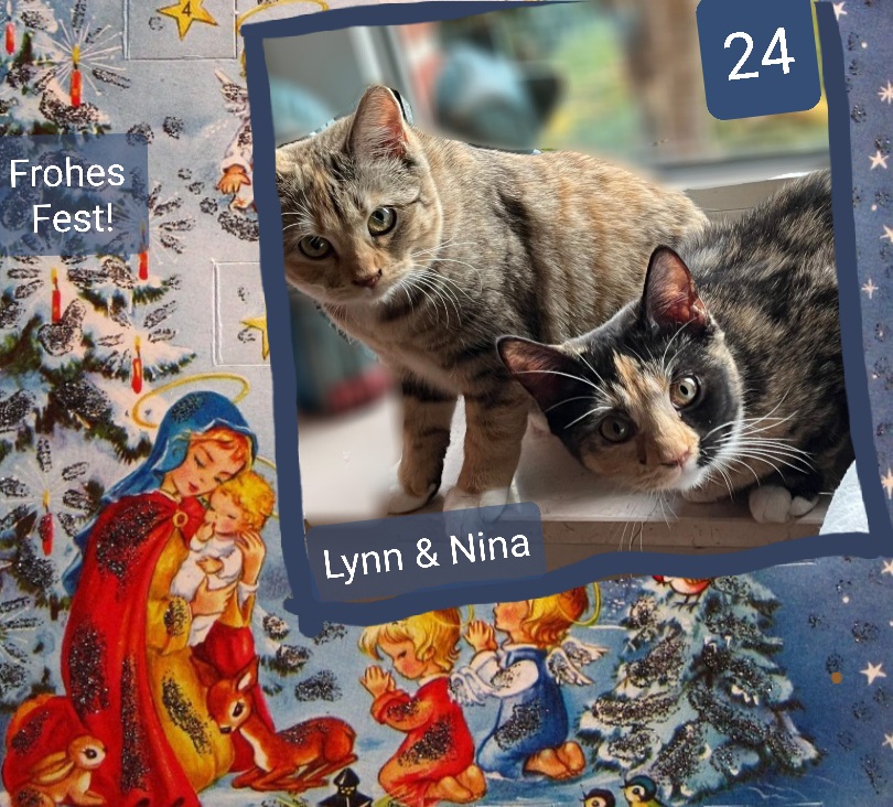 ⭐🎄 24. Lynn & Nina (2024), Rassemixe, spannende Färbung, spannende Charaktere.  Lynn liebt es hofiert zu werden, hat superweiches Fell. Nina ist eine kleine Spielmaus.Die beiden wünschen euch ein Frohes Fest!