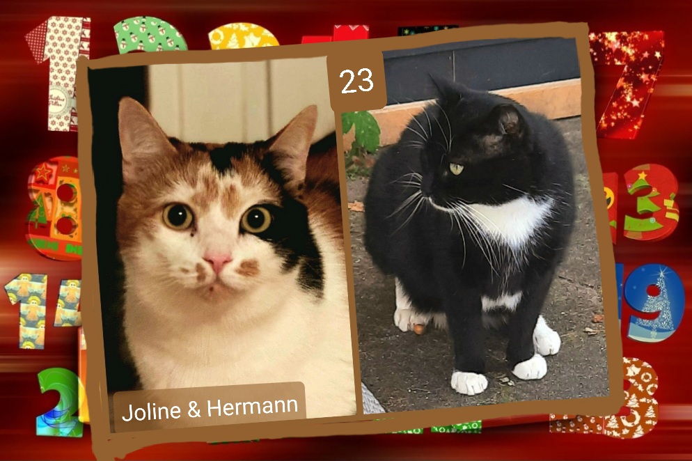 ⭐ 23. Joline & Hermann (2022 / 2018), gemischtes Duo, aber unzertrennlich, rudeltauglich, menschenbezogen, beide superlieb, brauchen gesicherten Balkon oder Vergleichbares