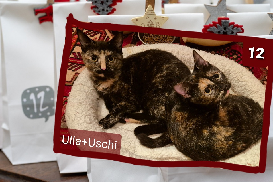 ⭐ 12. Ulla & Uschi (2024), total menschenbezogen, lieb und putzig,  Schalk im Nacken, kennen keine Langeweile