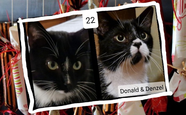 ⭐ 22.  Donald und Denzel (2021), zwei unzertrennliche, süße Brüder, in ruhiges Zuhause mit Katzenerfahrung, Wohnungshaltung, Balkon optional, kommen gut mit anderen Katzen klar
