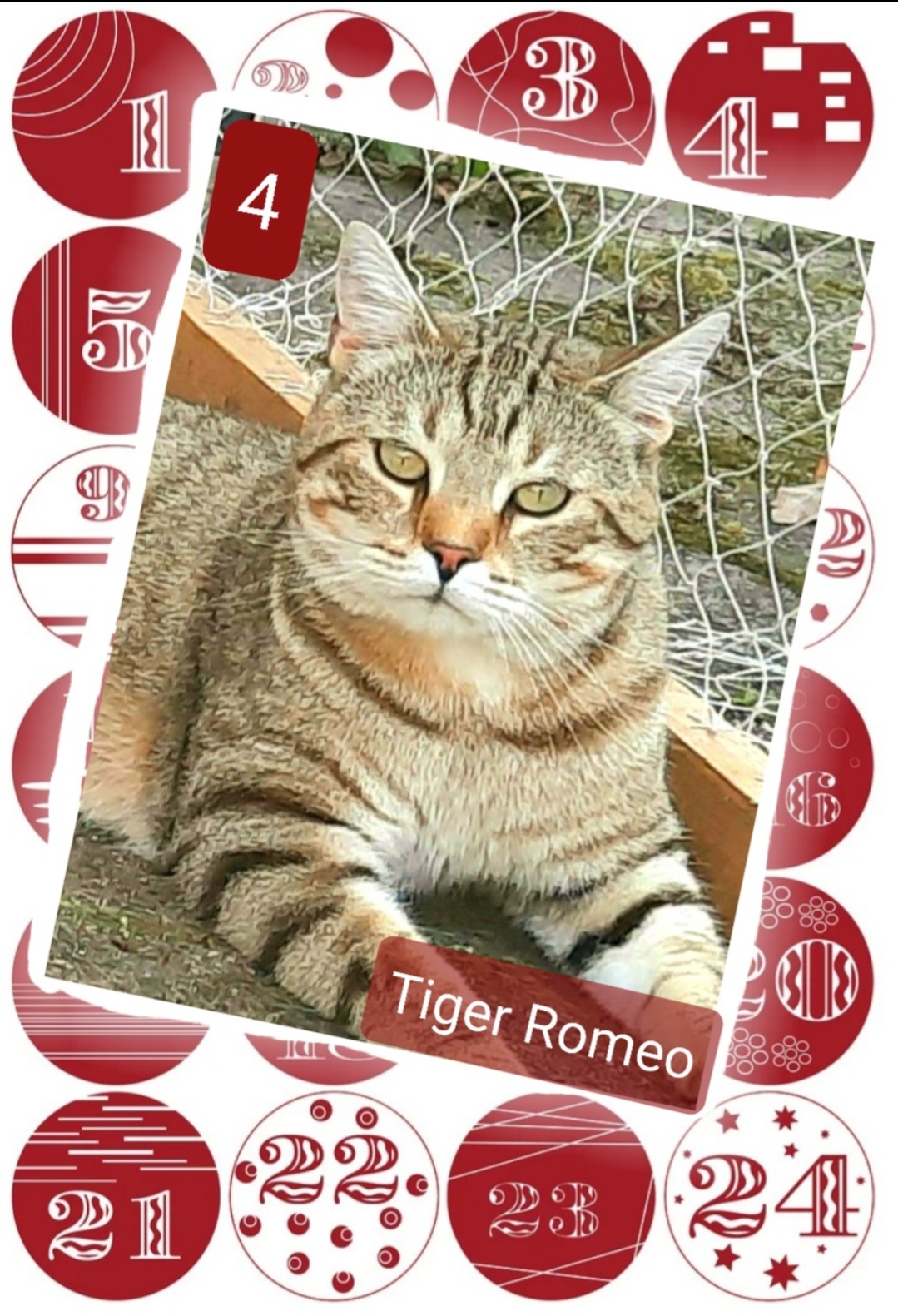 ⭐ 4. Tiger Romeo (2022), sozialer Katzenkumpel, sehr menschenbezogen, BKH-Mix, braucht Balkon o.ä.