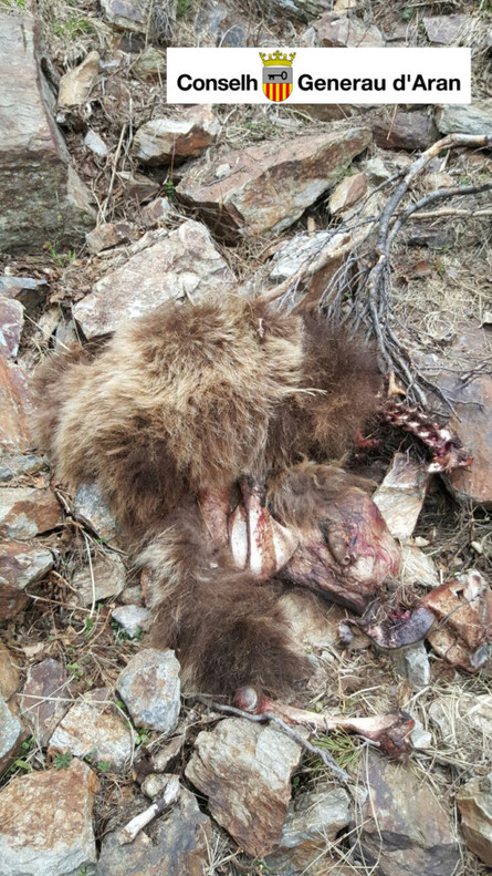 Restes en el camp de l'animal localitzat a la Vall d'Aran, amb una edat estimada d'any i mig.