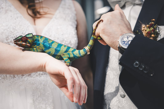 Außergewöhnliche Hochzeitsfotografie - Chamäleon hält die Ringe fest - Hochzeitsbilder in Aachen und NRW