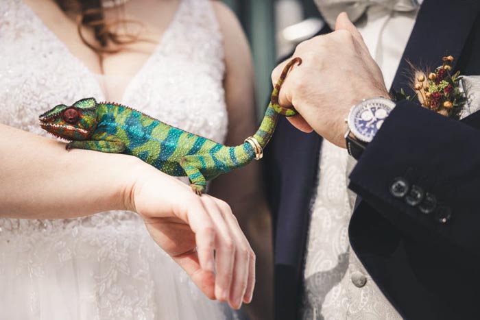 außergewöhnliche Hochzeitsfotos Hochzeitsringe auf dem Schwanz eines Chamaeleons - Hochzeitsfotografen mit Tieren