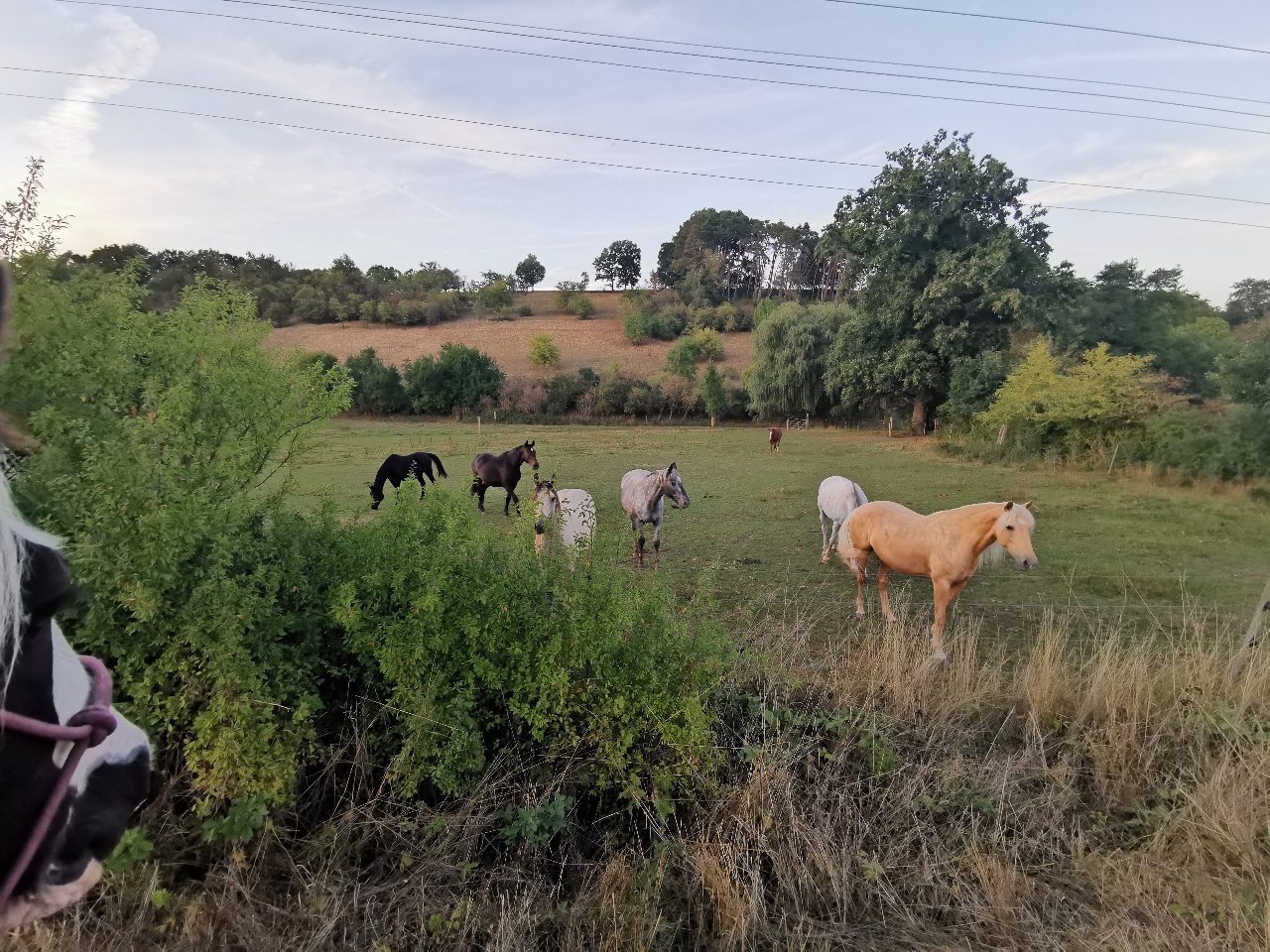 die neue Herde von unserem Pony 