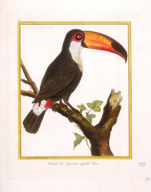 Editions anciennes de l'Histoire Naturelle de Buffon, source d'inspiration du Faune