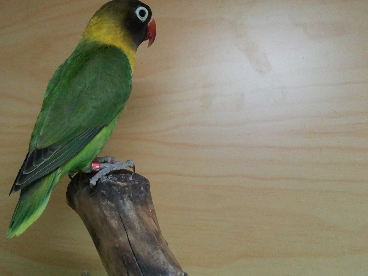 AGAPORNIS PERSONATUS Página web de aviariotropical