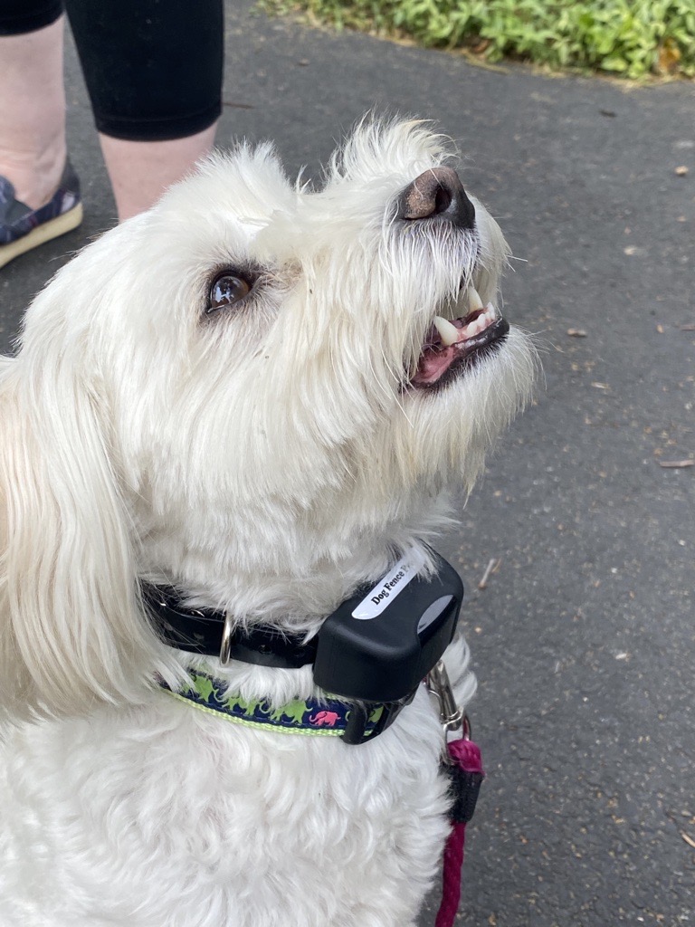 Containment Products Invisible Fence PetSafe DogWatch Pet Stop Perimeter Dog Fence Guy